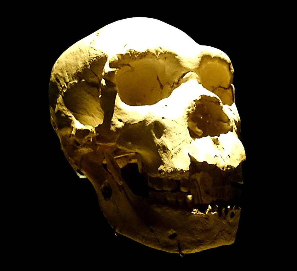 Atapuerca “Kafatası”